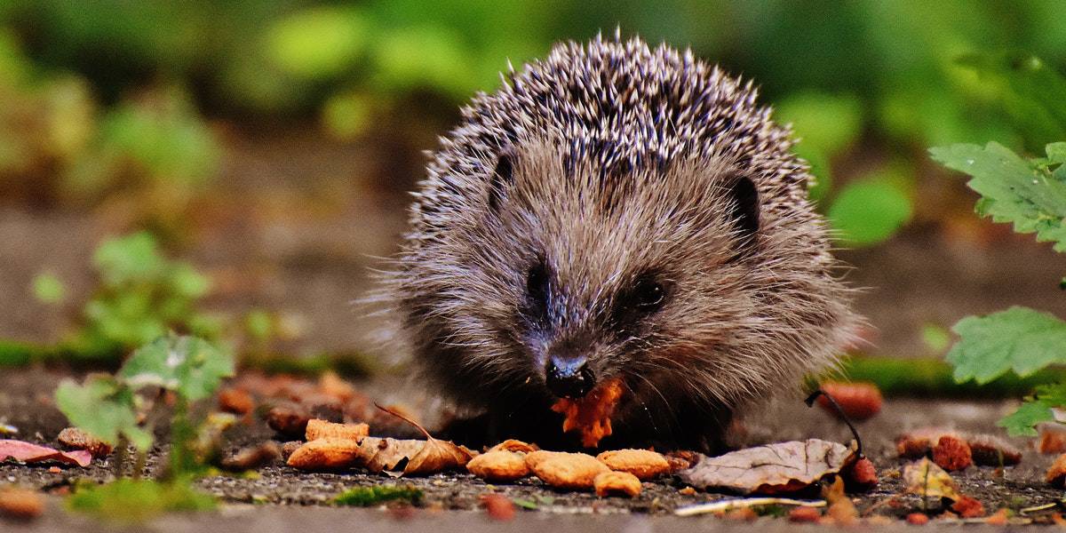 prickles-and-paws-wildlife-watch-cornwall-wildlife-trust-the-greenbank-hotel-falmouth
