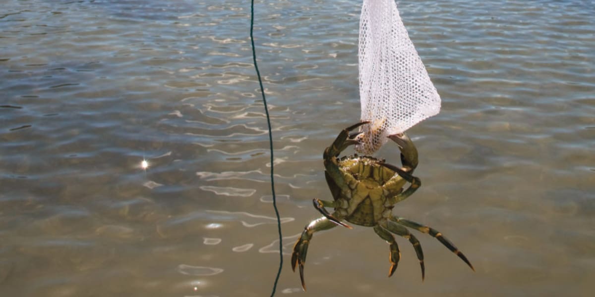 crabbing-falmouth-quay-cornwall