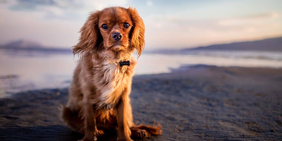 dog on a beach