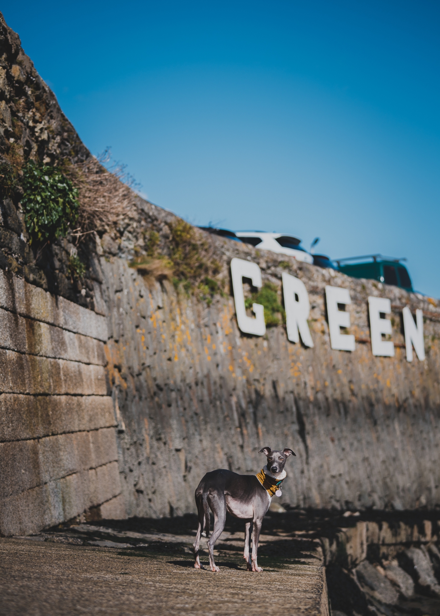 Dog Friendly Hotels in Cornwall The Greenbank Hotel, Falmouth