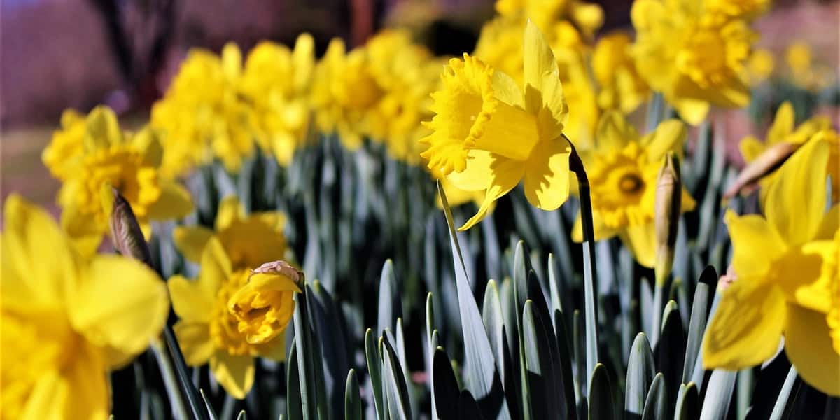 falmouth-spring-festival-things-to-do-in-march-cornwall-the-greenbank-hotel