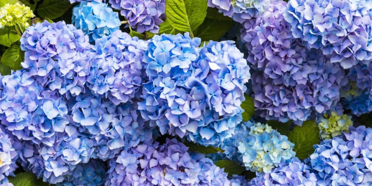 hydrangea-walk-and-talk-trebah-gardens-falmouth-things-to-do-in-september-2019