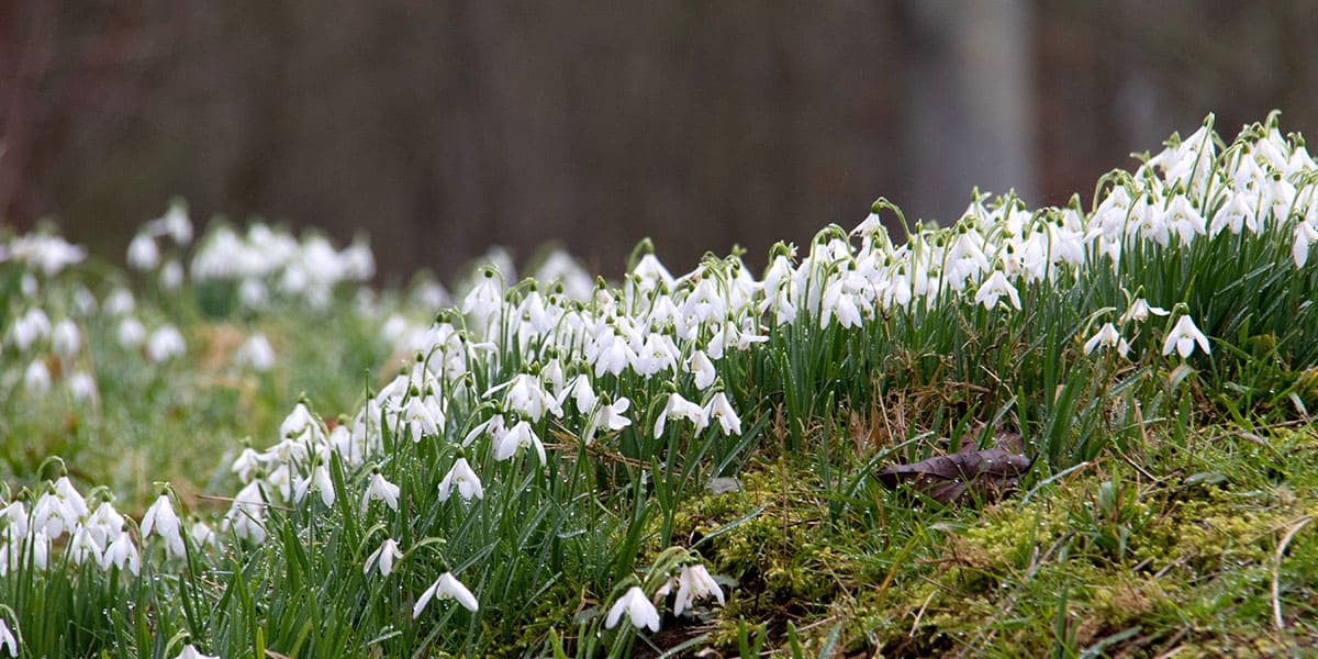 pencarrow-house-and-gardens-snowdrops-things-to-do-in-cornwall-in-february-2020