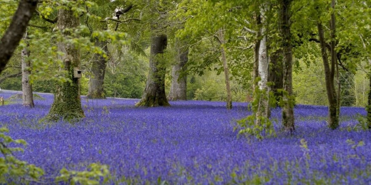 whats-on-in-cornwall-this-may-2021-enys-gardens-bluebell-festival