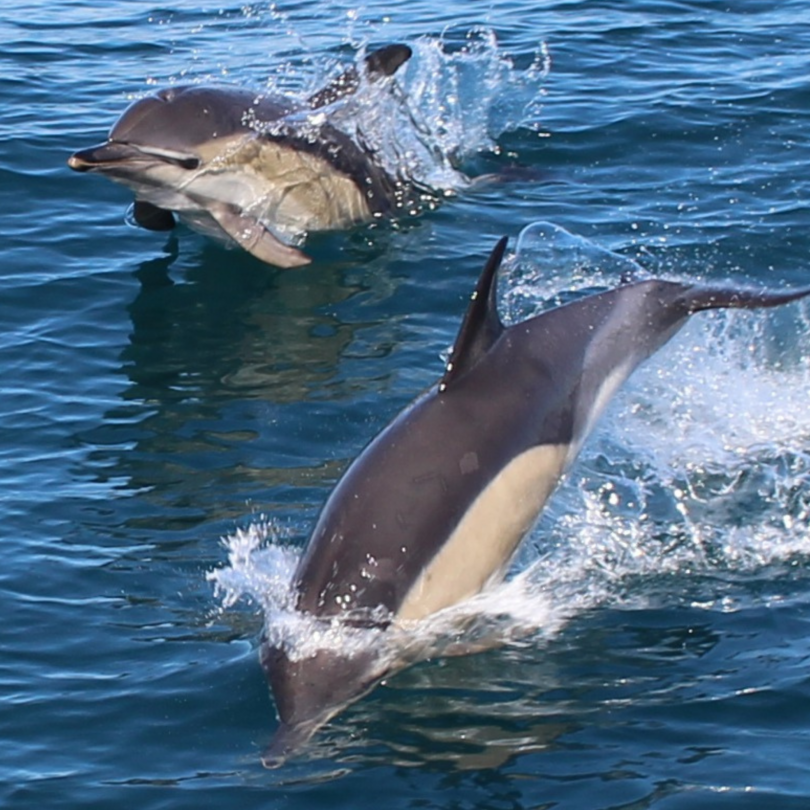 Falmouth Cornwall dolphin trip